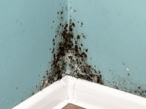 Mould On Wall
