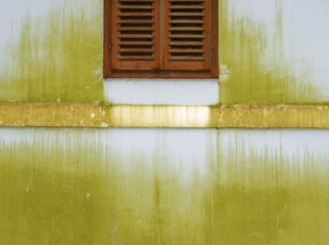 Green Algae