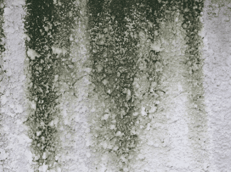 How To Clean Green Mould Off Render